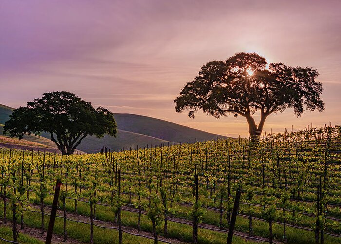 Paso Robles Greeting Card featuring the photograph A Vineyard Sunrise. by Joseph Smith