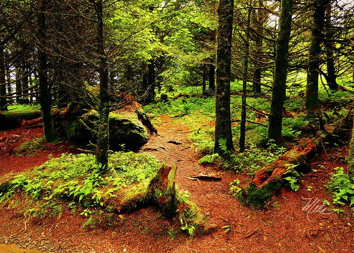 Walk In The Woods Greeting Card featuring the photograph A Walk In The Woods by Meta Gatschenberger