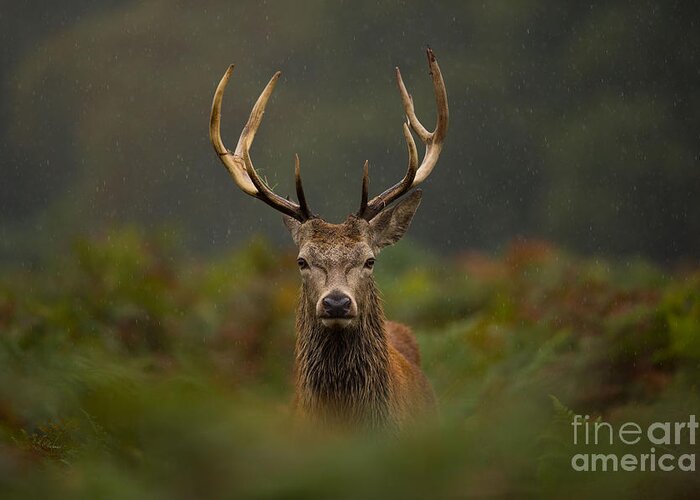 Deer Greeting Card featuring the photograph A Young Red Deer Stag by Andrew Swinbank