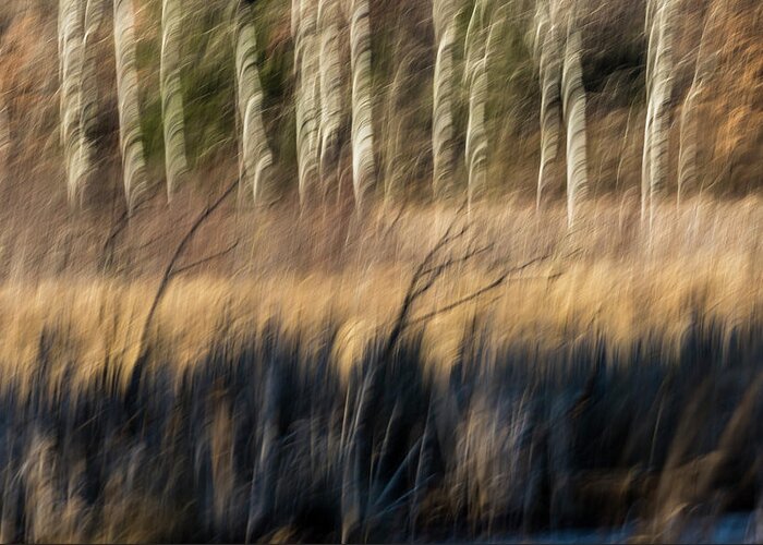 Abstract Greeting Card featuring the photograph Abstract of Birch At The Edge Of The Marsh 2018-1 by Thomas Young