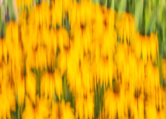 Sunflowers Greeting Card featuring the photograph Abstract Rudbeckia 2018-1 by Thomas Young