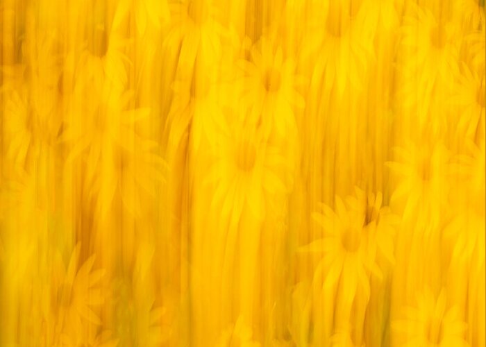 Sunflowers Greeting Card featuring the photograph Abstract Sunflowers 2018-3 by Thomas Young