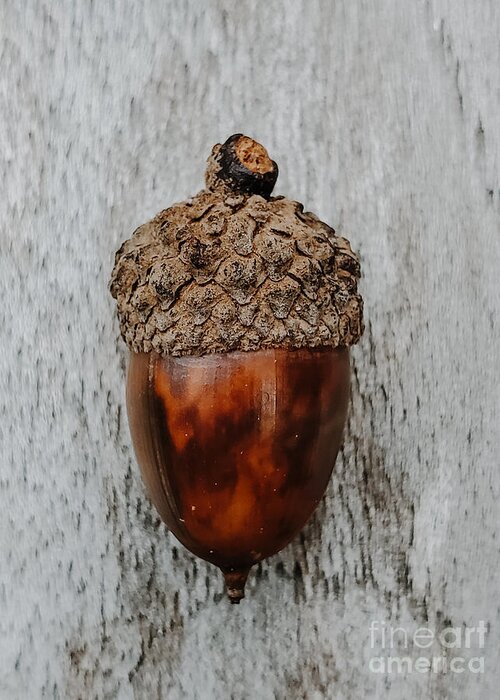 Nature Greeting Card featuring the photograph Acorn in the Woods by Elizabeth M