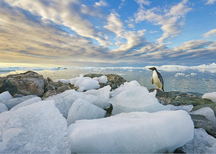 Snow Greeting Card featuring the photograph Adelie Penguins, Holtedehl Bay by Eastcott Momatiuk