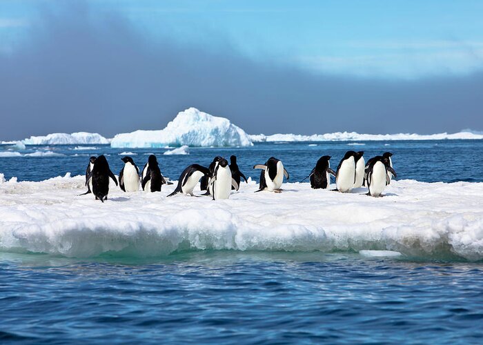 Iceberg Greeting Card featuring the photograph Adelie Penguins On Iceberg Paulet by Mof