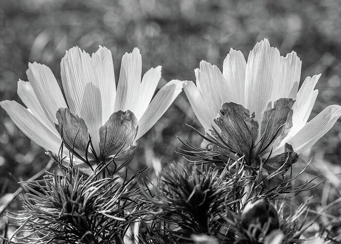 Adonis Vernalis Greeting Card featuring the photograph Adonis vernalis in monochrome by Andreas Levi