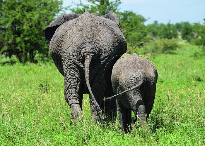 Grass Greeting Card featuring the photograph Adult And Baby Elephant Walking by Volanthevist