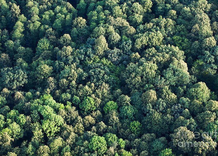 Forest Greeting Card featuring the photograph Aerial View Of Forest by Mariusz Szczygiel