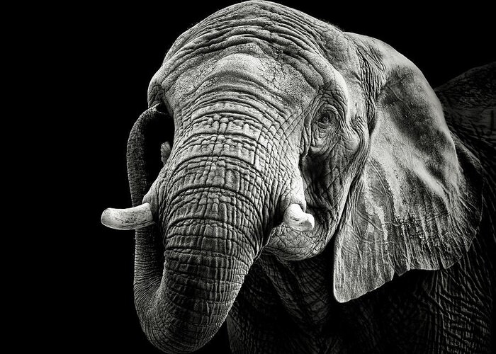 Elephant Greeting Card featuring the photograph African Elephant by Christian Meermann