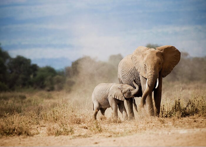 Kenya Greeting Card featuring the photograph African Elephant Mother And Calf by Mike Hill