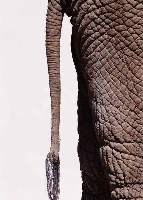 White Background Greeting Card featuring the photograph African Elephantsloxodonta Africana Tail by Ryan Mcvay