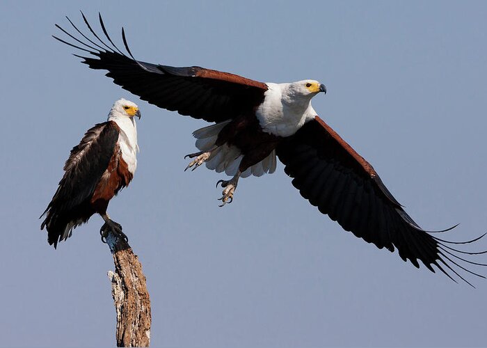 Botswana Greeting Card featuring the photograph African Fish Eagles, Chobe National by Mint Images/ Art Wolfe