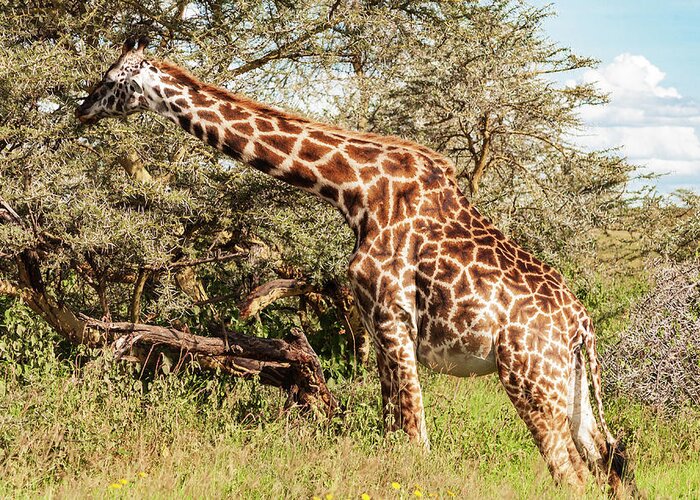 Africa Greeting Card featuring the photograph African Giraffe Snacking - Serengeti Tanzania 5068 East Africa Safari Travel by Neptune - Amyn Nasser Photographer
