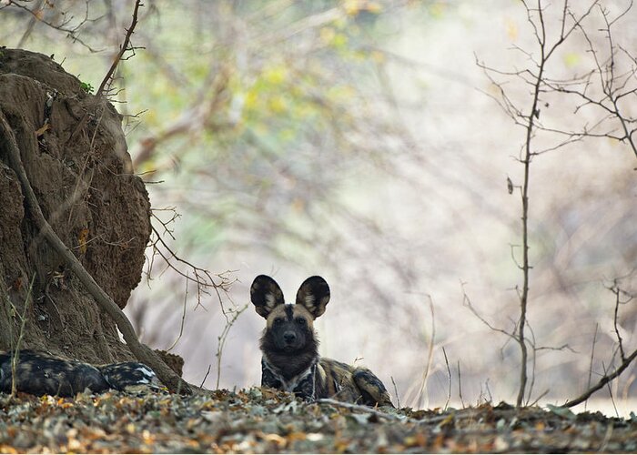 Botswana Greeting Card featuring the photograph African Hunting Dog by Richard Packwood