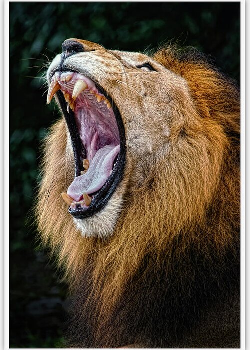 Transfer Print Greeting Card featuring the photograph African Lion by Vin's Image