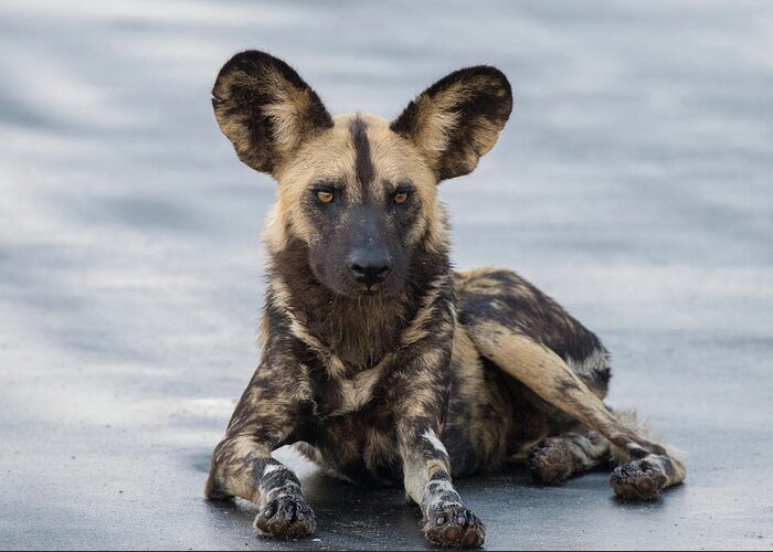 Wild Dog Greeting Card featuring the photograph African Wild Dog resting on a road by Mark Hunter