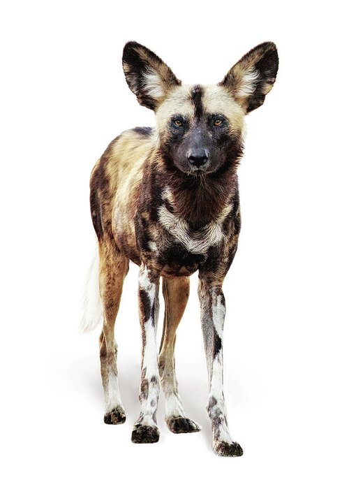 Wild Dog Greeting Card featuring the photograph African Wild Dog Named Ginger by Good Focused