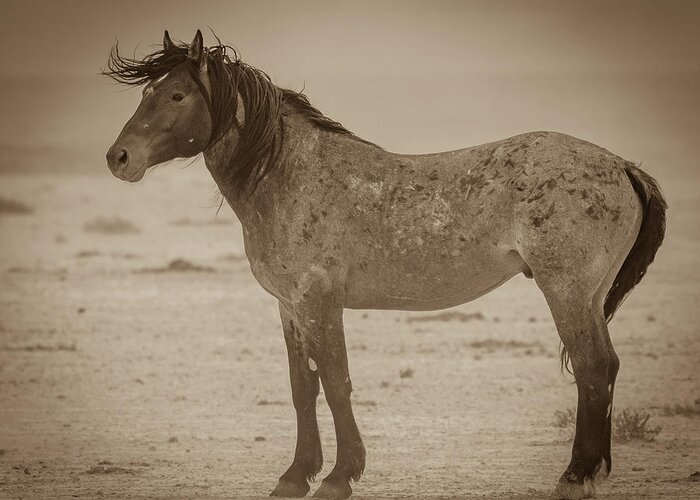 Wild Horse Greeting Card featuring the photograph Against the Wind by Mary Hone