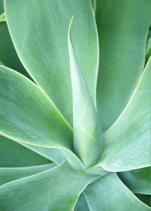 Agave Greeting Card featuring the photograph Agave Agave Sp., Close-up by Liz Whitaker