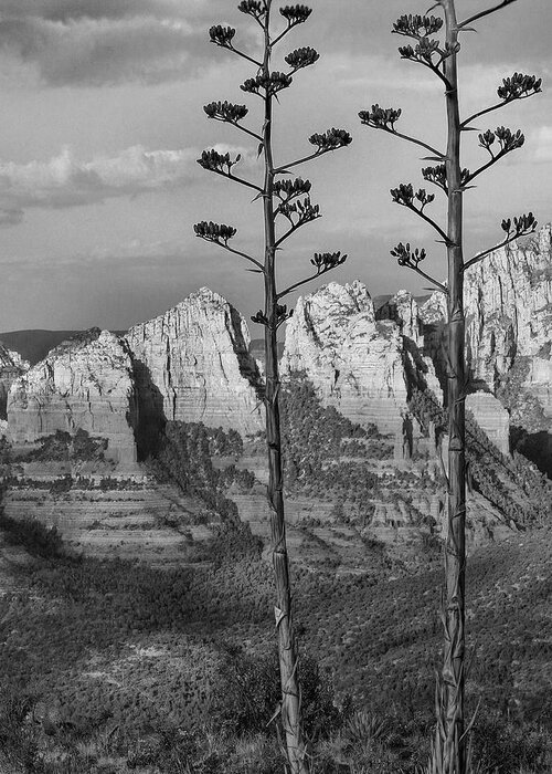 Disk1216 Greeting Card featuring the photograph Agave, Red Rock Country by Tim Fitzharris