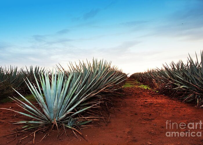 Guadalajara Greeting Card featuring the photograph Agave Tequila Landscape To Guadalajara by Jesus Cervantes