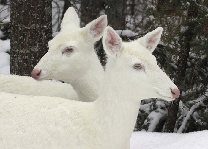 Snow Greeting Card featuring the photograph Albino White Tailed Deers by Photos By Michael Crowley