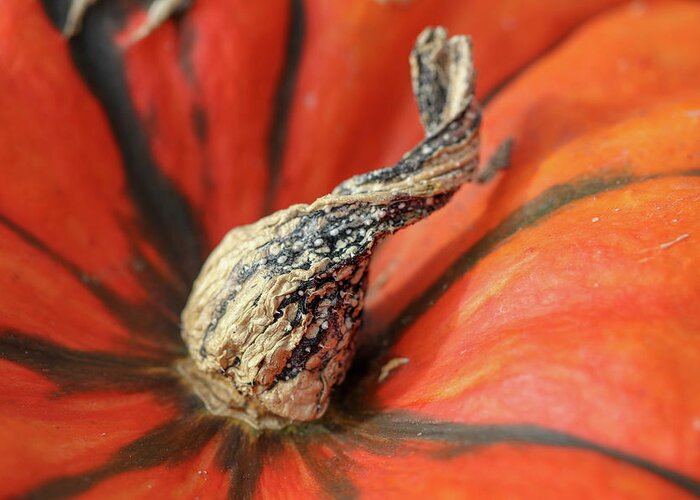 Pumpkin Greeting Card featuring the photograph All Twisted Up by Mary Anne Delgado
