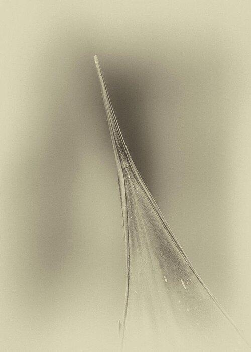 Aloe Greeting Card featuring the photograph Aloe Abstract 4288-101418-3cr-antique by Tam Ryan