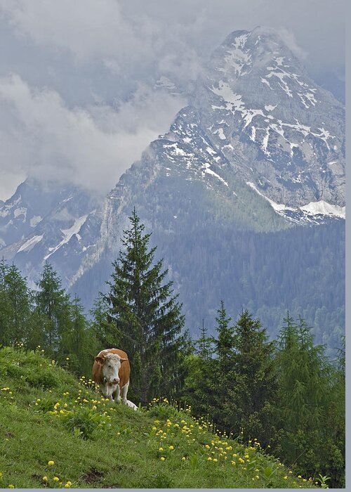 Working Animal Greeting Card featuring the photograph Alpine Cow by Photograph Taken By Nicholas James Mccollum