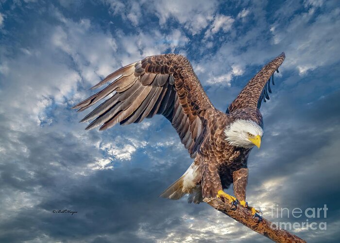 Eagles Greeting Card featuring the photograph American Bald Eagle Incoming TWO by DB Hayes