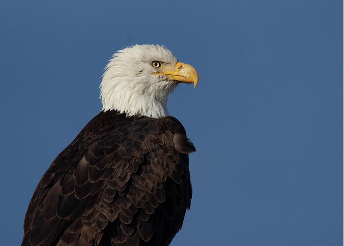 Raptor Greeting Card featuring the photograph American Bald Eagle by Rick Mosher