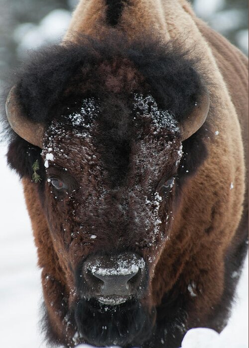 Bison Greeting Card featuring the photograph American Bison - Winter in Yellowstone by Frank Madia