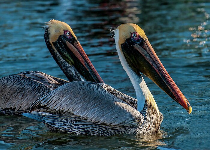 Birds Greeting Card featuring the photograph American Brown Pelicans by Ginger Stein