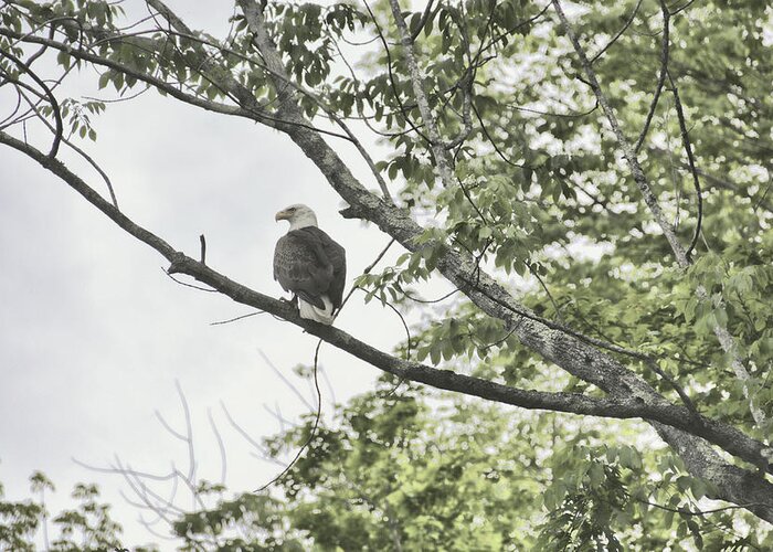 America Greeting Card featuring the photograph American Eagle by JAMART Photography