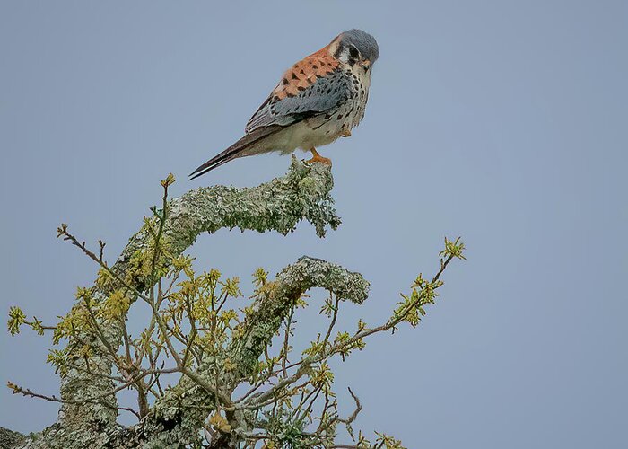 Falcon Greeting Card featuring the photograph American Kestrel by JASawyer Imaging