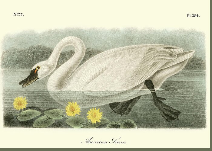 Animals & Nature Greeting Card featuring the painting American Swan by John James Audubon