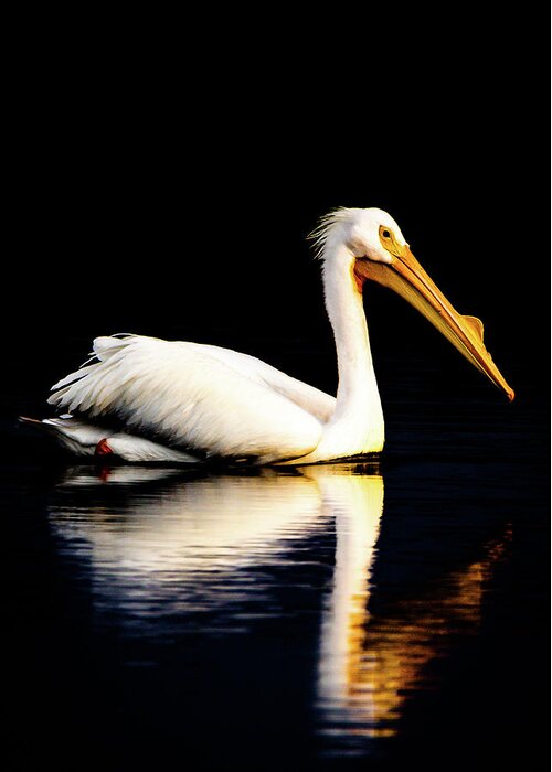 Birds Greeting Card featuring the photograph American White Pelican by Norman Peay