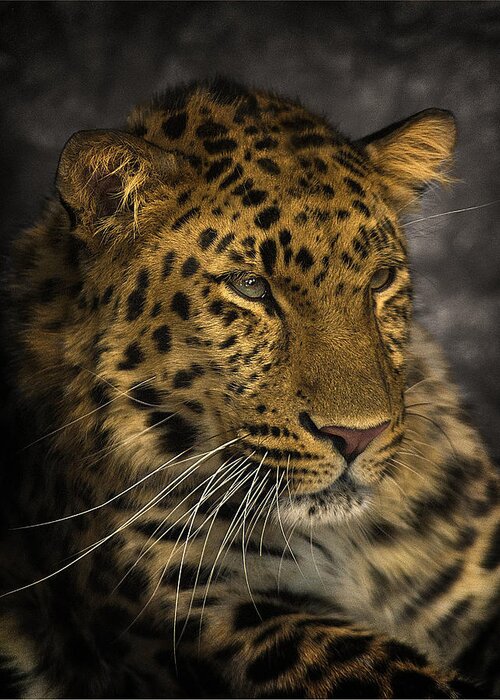 Big Cat Greeting Card featuring the photograph Amur Leopard by John Dickson