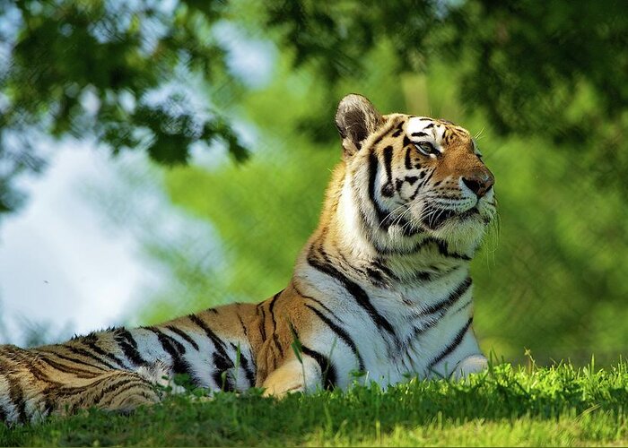 Grass Greeting Card featuring the photograph Amur Tiger Enjoys Warm Spring Sun by John Knight