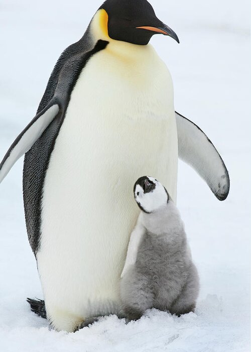 Emperor Penguin Greeting Card featuring the photograph An Adult Emperor Penguin With A Small by Mint Images - David Schultz