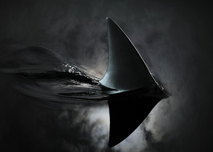 Risk Greeting Card featuring the photograph An Image Of A Shark Fin Against Moon by Jonathan Knowles