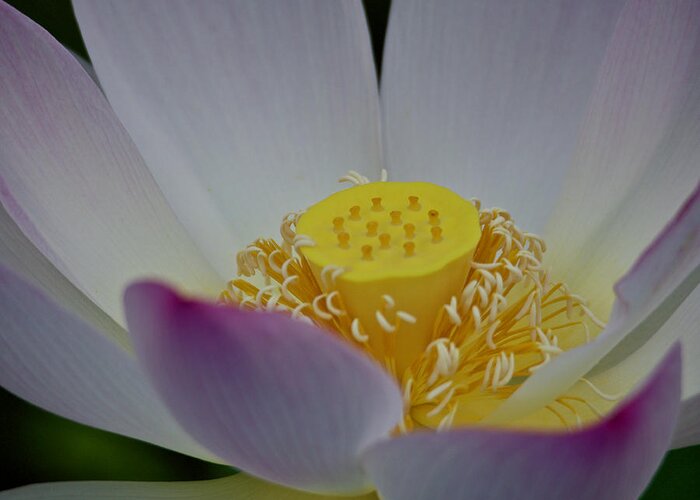 Lotus Greeting Card featuring the photograph An Open Lotus Blossom by L Bosco