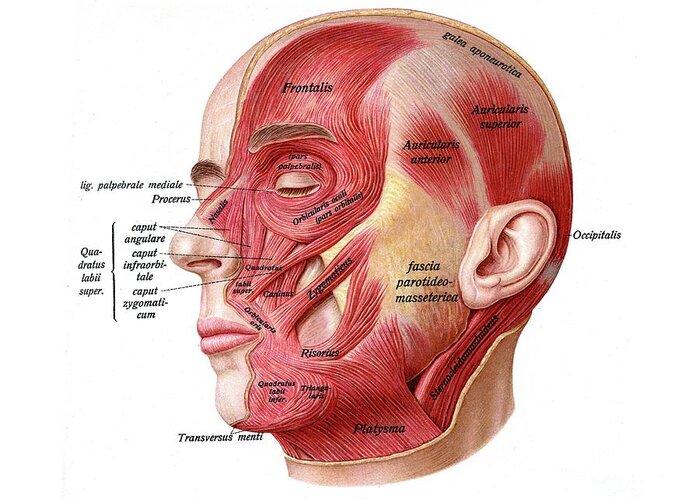 Anatomy Greeting Card featuring the photograph Anatomy Of Facial Muscles by Microscape/science Photo Library