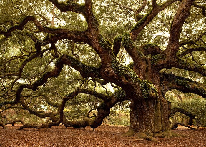 Southern Usa Greeting Card featuring the photograph Ancient Angel Oak Near Charleston by Pgiam