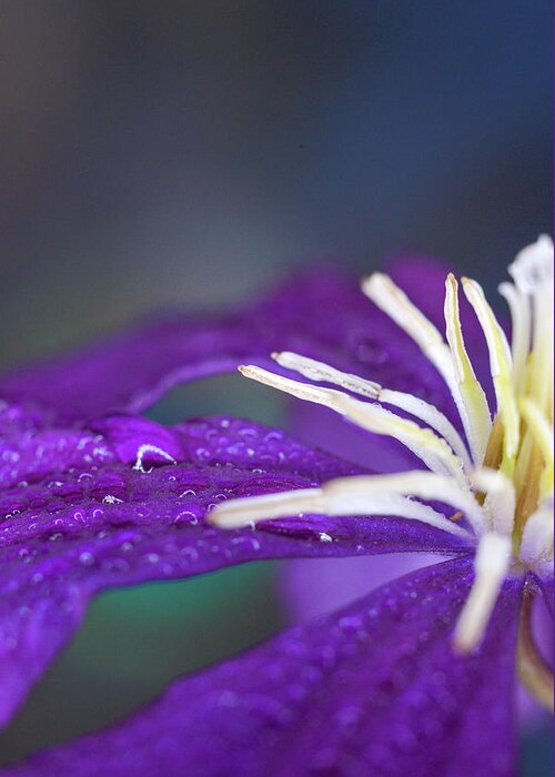 Purple Greeting Card featuring the photograph Ancient Joy by Michelle Wermuth