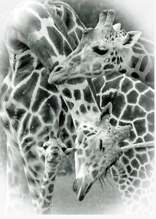 Giraffe Greeting Card featuring the photograph And Baby Makes Three BW by Lori Tambakis