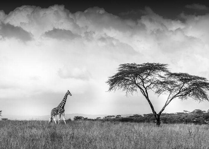 Panorama Greeting Card featuring the photograph And I Dreamed Of Africa by Jeffrey C. Sink