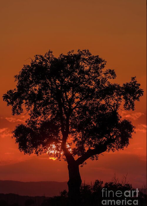 Sunset Greeting Card featuring the photograph Andujar sunset by Hernan Bua