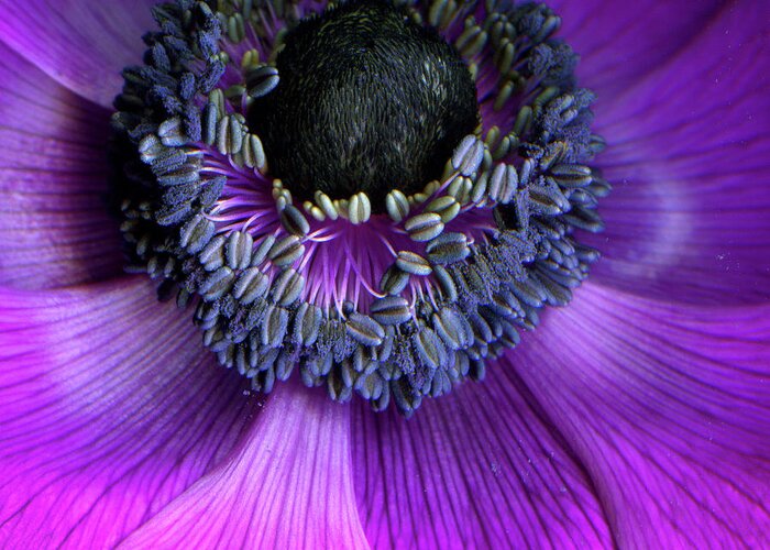 Windflower Greeting Card featuring the photograph Anemone Coronaria by Photograph By Magda Indigo