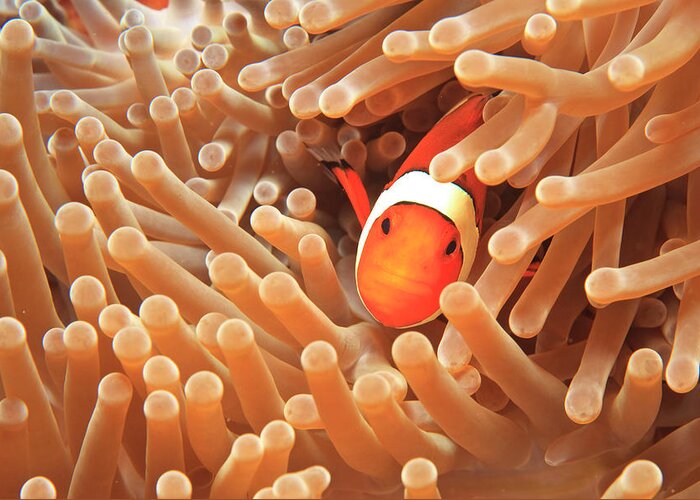 Banda Sea Greeting Card featuring the photograph Anemonefish And Sea Anemone, Wetar by Gallo Images